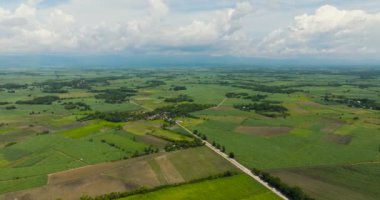 Pirinç tarlaları ve şeker kamışı olan tarlaların manzarası. Zenciler, Filipinler