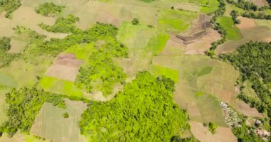 Pirinç tarlaları ve şeker kamışı tarlaları olan tarım arazilerinin insansız hava aracı. Zenciler, Filipinler