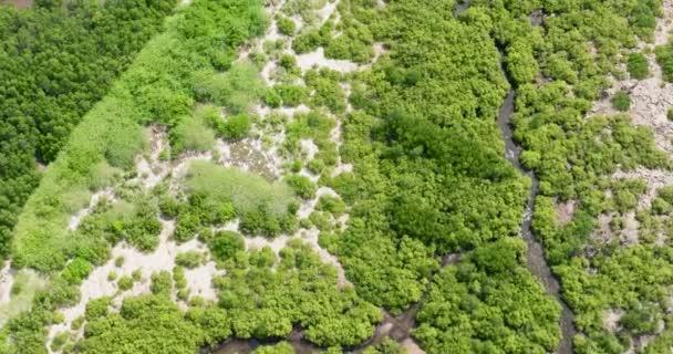 Vista Superior Costa Con Manglares Verdes Bosque Paisaje Manglares Isla — Vídeo de stock