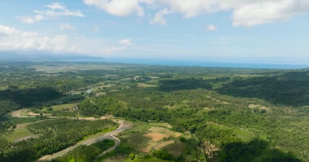 Tropik Bölgelerde Tarım Arazisi Pirinç Tarlaları Olan Kırsal Alanların Insansız — Stok video