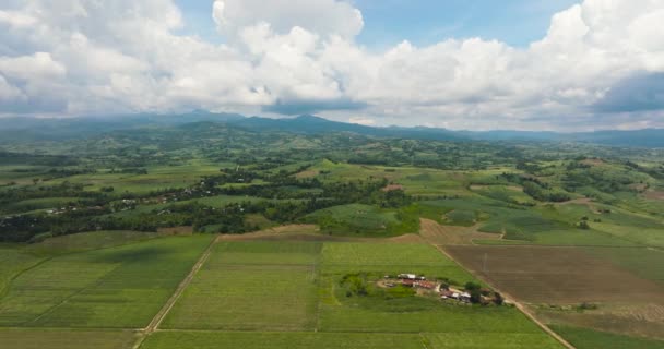 Luchtfoto Van Landbouwgrond Velden Met Rijpende Gewassen Het Platteland Tegen — Stockvideo