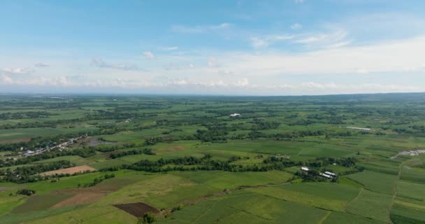 Widok Lotu Ptaka Plantacjami Trzciny Cukrowej Roślin Rolniczych Murzyni Filipiny — Wideo stockowe