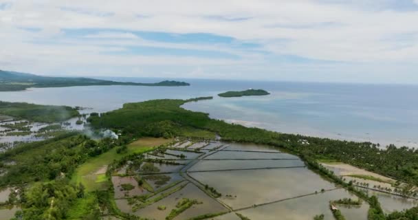 热带地区沿海农田的空中景观 农业用地和稻田 Negros 菲律宾 — 图库视频影像