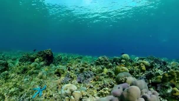 Coral Reef Tropical Fishes Underwater World Underwater Colorful Tropical Coral — Stockvideo