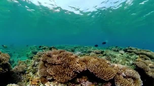 Coral Reef Tropical Fishes Underwater World — Stockvideo