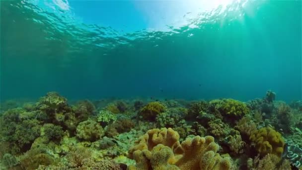 Altı Balık Resifi Denizcisi Tropik Renkli Sualtı Deniz Manzarası Filipinler — Stok video