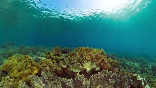 与鱼和海洋生物一起在水下的珊瑚礁 珊瑚礁和热带鱼 菲律宾 — 图库视频影像