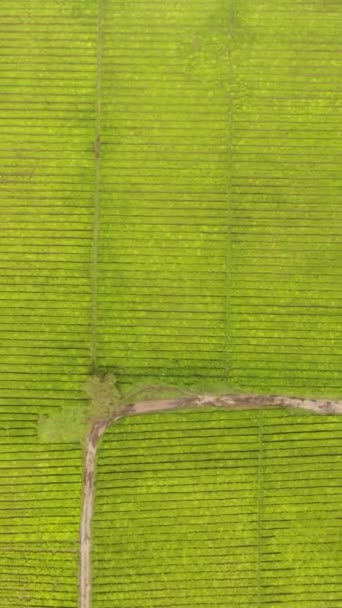 苏门答腊岛茶园景观的空中无人机 绿地绿茶的景观 Kayu Aro 印度尼西亚 — 图库视频影像