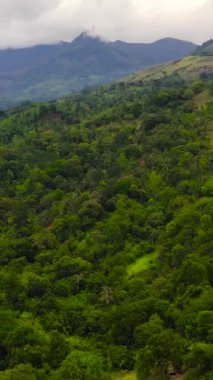 Sri Lanka 'da orman ve dağlar. Tropikal bitki örtüsü olan dağ yamaçları. Dikey video.