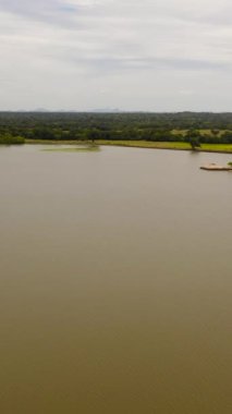 Panama Gölü, ulusal parkta, yeşil ormanların arasında. Sri Lanka. Arugam Körfezi. Dikey video.