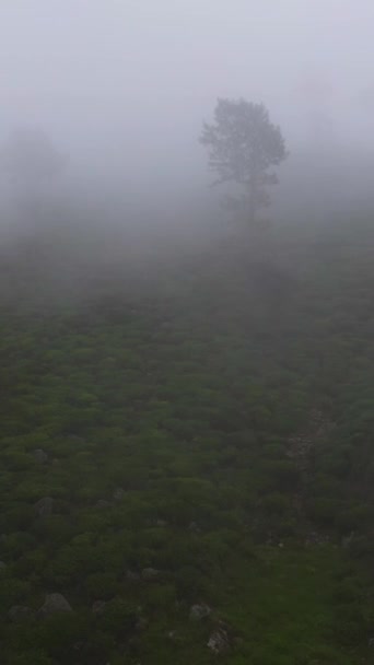 Heuvels Met Theeplantages Tussen Bergen Theehuis Sri Lanka Verticale Video — Stockvideo