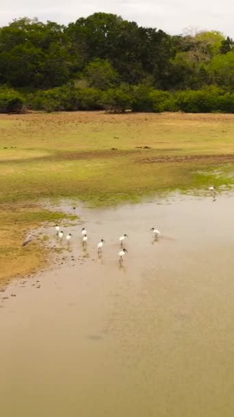 Aerial View Lake Wild Birds Nature Reserve Sri Lanka Panama — Stock Video