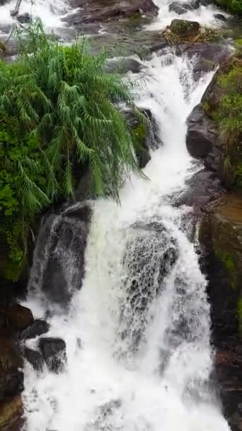 熱帯の山のジャングルの滝 スリランカのヴァーノン滝 バーティカルビデオ — ストック動画