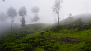 Aerial view of Green tea plantations in a mountainous province. Tea estate in the fog. Sri Lanka.