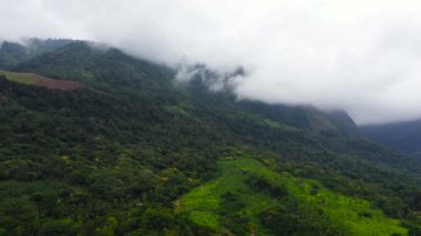 Kırsalda ekili yeşil tarlaları olan tarım arazisinin insansız hava aracı. Sri Lanka