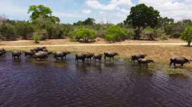 Kumana Ulusal Parkı 'ndaki su buffalolarının hava manzarası. Sri Lanka.