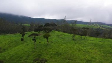 Dağlarda yeşil çimenler olan tepelerin arasındaki çayırlarda. Bir dağ ilinde bir çiftlik. Sri Lanka.
