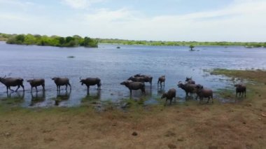 Doğal ortamlarında su buffaloları. Kumana Ulusal Parkı, Sri Lanka.