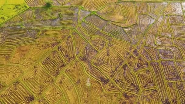 Basmış Pirinç Tarlalarının Tarım Arazilerinin Havadan Görünüşü Sri Lanka — Stok video