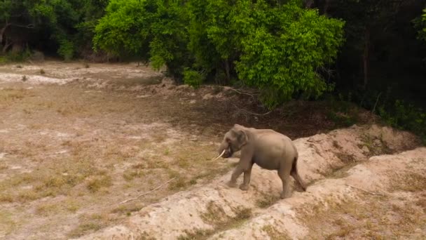 Widok Dzikiego Słonia Góry Parku Narodowym Sri Lanka — Wideo stockowe