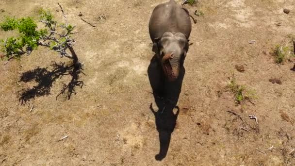 Słoń Dziczy Sri Lance Park Narodowy Kumana — Wideo stockowe