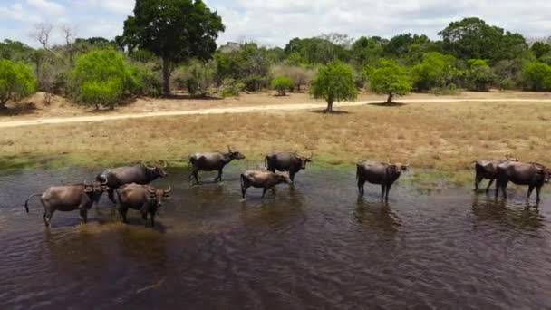 Búfalos Aquáticos Parque Nacional Kumana Sri Lanka — Vídeo de Stock