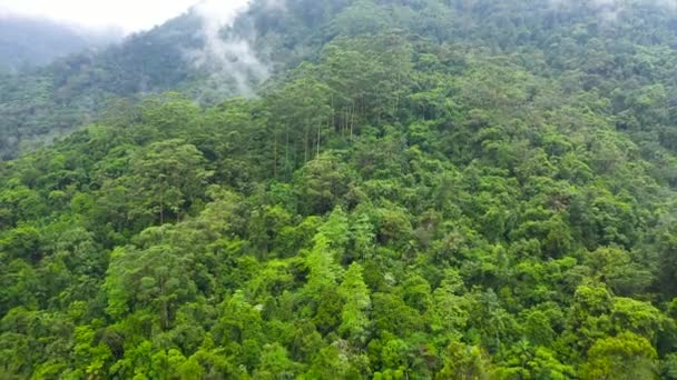 위에서 스리랑카 정글이 어우러진 — 비디오