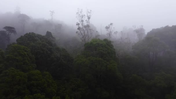 霧と雲で覆われた山の森の空中観察 ミスティックな風景 スリランカ — ストック動画