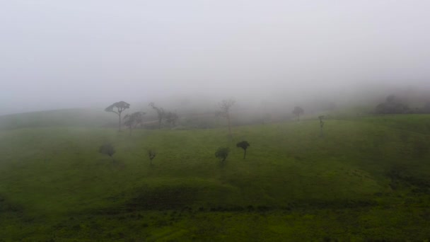 Colinas Con Hierba Verde Pastos Las Montañas Cubiertas Niebla Nubes — Vídeo de stock