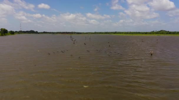 Aerial Drone Birds Lake Sri Lanka National Park — Stock Video