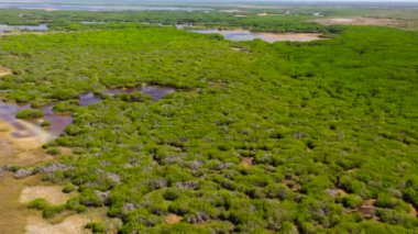 Yağmur mevsiminde bataklık ormanları ve ormanlar. Sri Lanka.