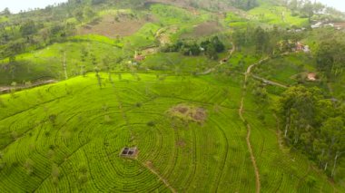 Sri Lanka 'daki çay çiftliklerinin havadan görünüşü. Çay evi olan bir dağ manzarası. Liptons Koltuğu.