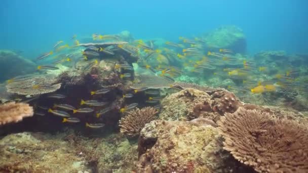 Reef Coral Scene Tropical Underwater Sea Fish Hard Soft Corals — стоковое видео