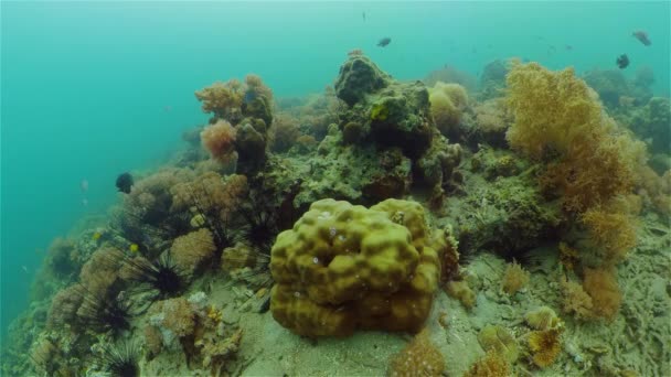 Tropikal Deniz Burnu Altında Yaşam Tropik Sualtı Balığı Filipinler — Stok video