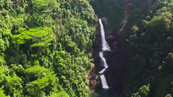 Καταρράκτης Στο Πράσινο Δάσος Sri Pada Πέφτει Στη Ζούγκλα Maskeliya — Αρχείο Βίντεο