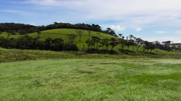 丘の間の緑の草が付いている牛の牧場 スリランカ ヌワラ エリヤ — ストック動画