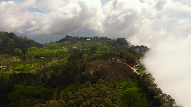 Krajobraz Posiadłości Herbaty Sri Lanka Krajobraz Zielonymi Polami Herbaty Siedzenie — Wideo stockowe