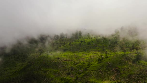 Top View Tea Plantations Hillsides Mountains Sri Lanka Tea Estate — Video Stock