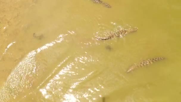 Вид Зверху Крокодил Озері Алігатори Національному Парку Шрі Ланки Панама — стокове відео