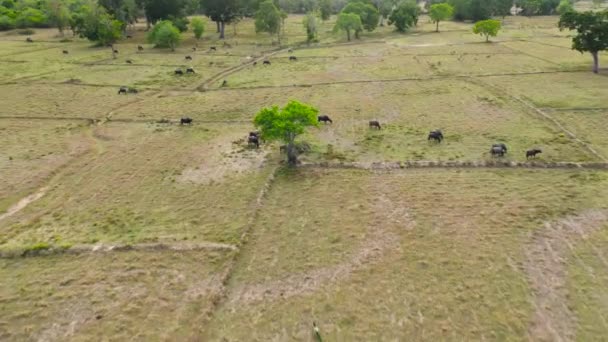 Flygfoto Hjorden Buffaloes Betar Landsbygden Sri Lanka — Stockvideo