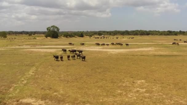 Herd Wild Buffalo Migrates Search Food Water Sri Lanka — Stock Video