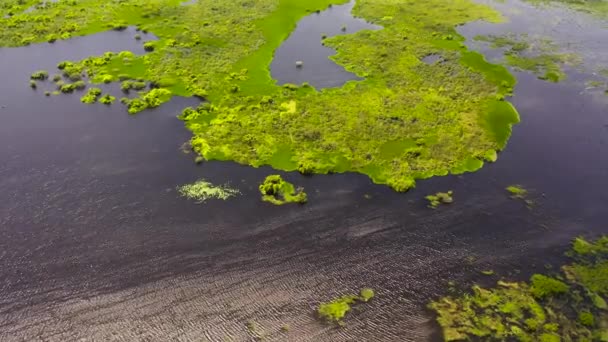 Озеро Або Болото Тропічною Рослинністю Водними Рослинами Національний Парк Кумана — стокове відео