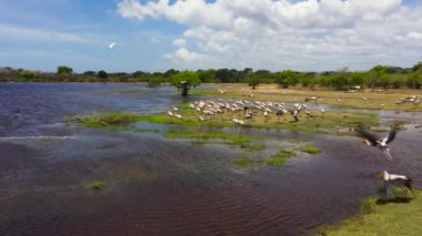 Göldeki kuşların insansız hava aracı. Balıkçıllar doğal ortamlarında. Kumana Ulusal Parkı. Sri Lanka.
