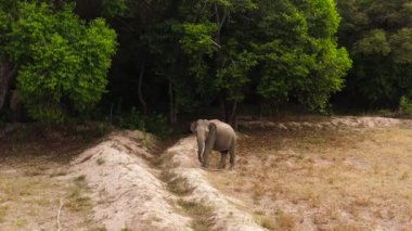 Sri Lanka 'da dişleri olan bir fil..