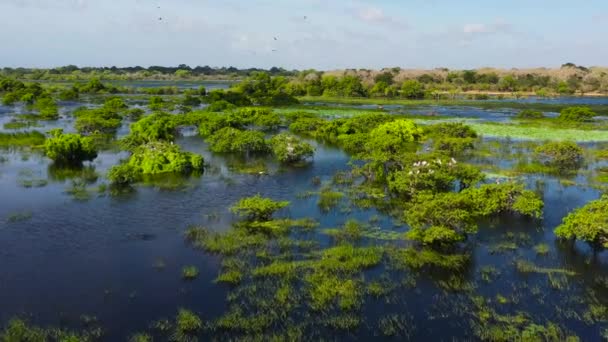 Повітряний Вид Пташине Гніздо Серед Озера Національний Парк Кумана Шрі — стокове відео