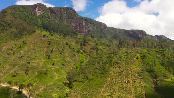 空中俯瞰青茶种植园 映衬蓝天和群山云彩 茶园景观 Maskeliya 斯里兰卡 — 图库视频影像
