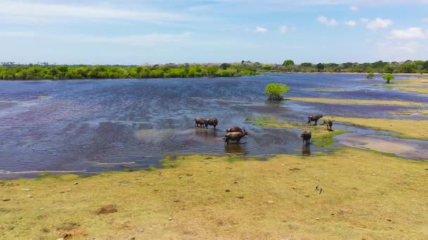 Wild Water Buffaloes Natural Habitat Kumana National Park Sri Lanka — Stock Video