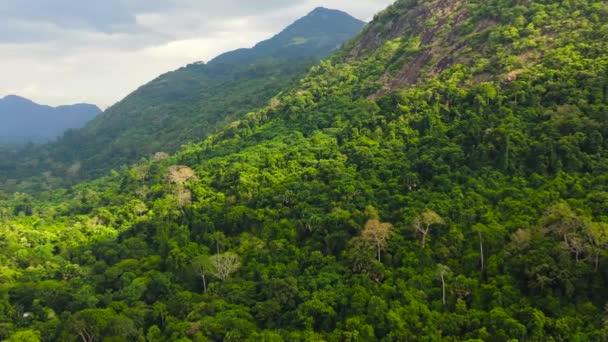 Tropical Green Forest Jungle Slopes Mountains Sri Lanka — Wideo stockowe