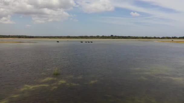 Bufalolar Kumana Ulusal Parkı Sri Lanka Bir Gölden Geçiyorlar — Stok video