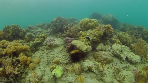 在珊瑚礁附近潜水 美丽多彩的热带鱼在活泼的珊瑚礁水下 菲律宾 — 图库视频影像